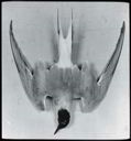Image of Arctic Tern, Dead, Back View